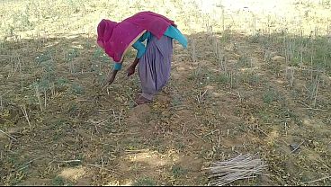 भारतीय देसी बॉयफ्रेंड ने खेत में काम कर रही उसकी गर्म देह को चोदा